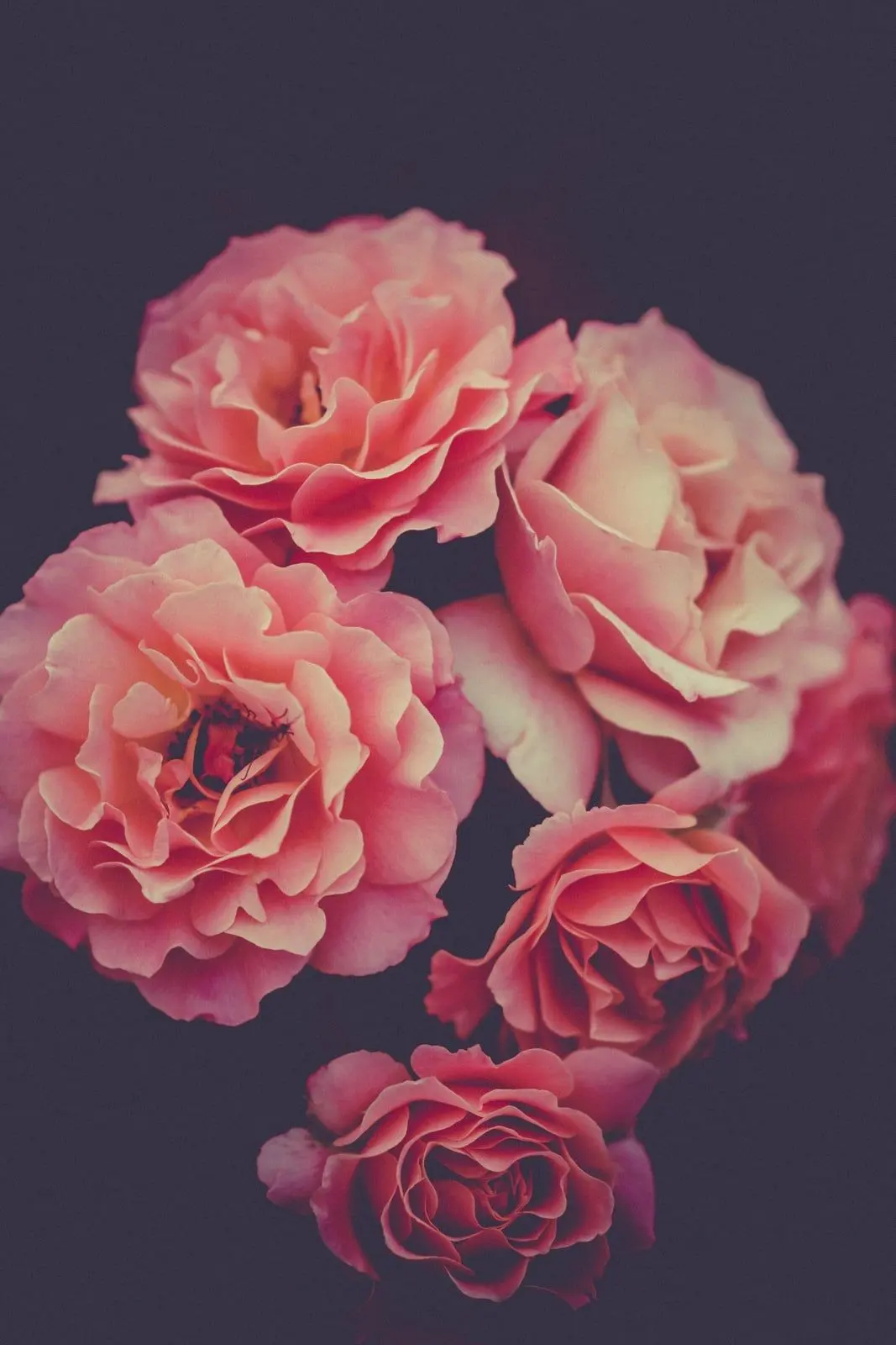 Bouquet de roses anciennes rose poudré sur fond sombre